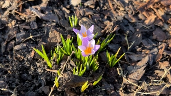 Далеко не только подснежники: Ботанический сад показал, что цветёт в марте