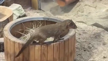 Карликовый мангуст в Ленинградском зоопарке протестировал новый «тренажер» и оказался в неловкой ситуации