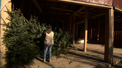 Лекарство от скуки для обезьян и источник витаминов для верблюдов: Ленинградский зоопарк получил в подарок 80 пихт