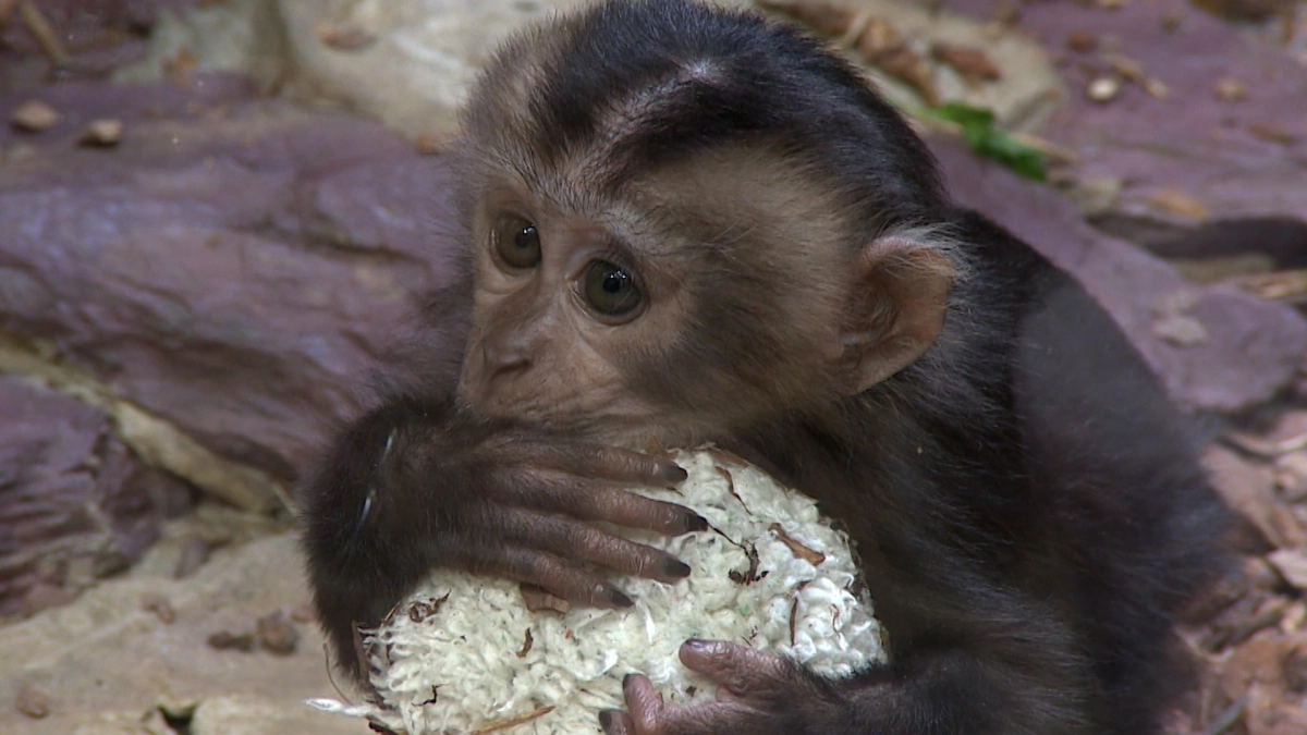 Варежка вместо друга: история петербургской вандеру и макаки Панча из Японии — чем похожи две сиротки - tvspb.ru