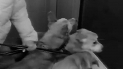 Соседи против «собачьей тюрьмы»: как десятки животных отравляют жизнь целого дома на Заневском проспекте