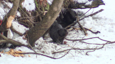 Всем… бобра!: переселять зубастого петербуржца с Чёрной речки пока не планируют — весной он уплывёт сам