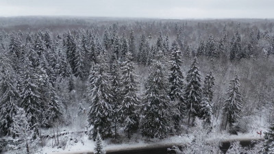 Приговоренный к году работ мужчина 8 лет скрывался в карельских лесах: «Робинзона» нашли случайно