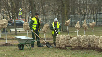 В Кочубеевском саду торфяное покрытие снимают с гортензий, самшитов и роз