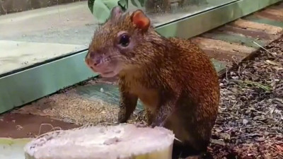 Обезьянам и агути подарили стволы банана