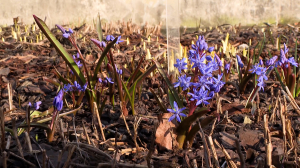 Первые весенние цветы в Ботаническом саду Петра Великого