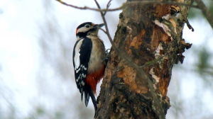 Дикие выходные с Павлом Глазковым. Памятник природы «Саблинский»