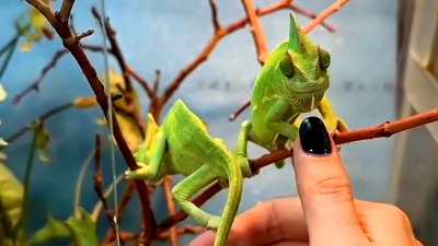 В Ленинградском зоопарке показали малышей йеменского хамелеона