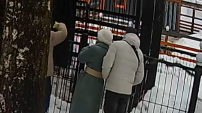 Медведя в зоопарке Токсово спасают после сладкого «угощения» от гостей