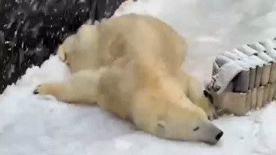 В Ленинградском зоопарке показали, как белая медведица Хаарчаана наслаждается снегом