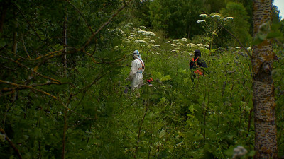 В Петербурге готовят новые меры борьбы с борщевиком и создают «зеленый пояс»