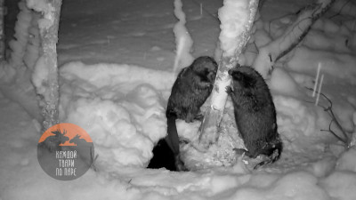 Совместная работа: в Выборгском районе Ленобласти семейная пара бобров попала в объектив фотоловушки
