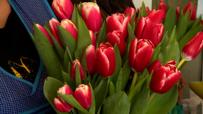 В цветочных лавках Петербурга царит ажиотаж – мужчины с утра выстраиваются за тюльпанами и мимозами