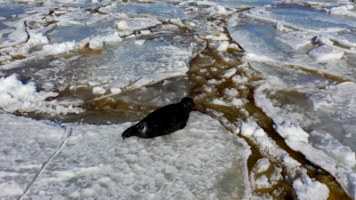 Петербуржцев и жителей Ленобласти просят не мешать ластоногим выкармливать потомство