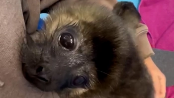 Обнимашки и общение: как выкармливают спасенную на Ладоге нерпульку из Куркиёки и причём тут старая одежда