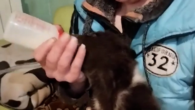 В центр помощи диким животным «Велес» в Ленобласти подкинули двухмесячного медвежонка