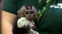 Как в Ленинградском зоопарке социализируют детеныша макаки, от которой отказалась мать