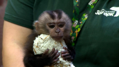 Как в Ленинградском зоопарке социализируют детеныша макаки, от которой отказалась мать