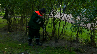 Более 300 деревьев высадят в Петербурге в этом сезоне