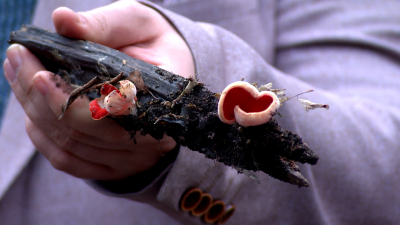 В Петербурге начался сезон грибов: какие из них лучше обходить стороной