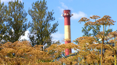 Охота на сорняк: в Петербурге начали подготовку к борьбе с борщевиком
