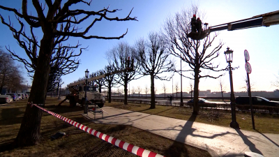 На Петровской набережной садовники начали обрезку деревьев
