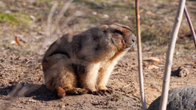Похудевшие сурки вышли из спячки в Московском зоопарке