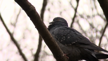 Петербуржцам могут официально запретить кормить голубей