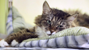 Город в мире животных. Жизнь рядом с человеком