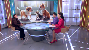 Видео с котиками — это не просто «милота»: как ролики в стиле hopecore оказывают терапевтический эффект