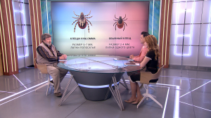 Опаснее обычных: клещи рода Hyalomma добрались до наших широт