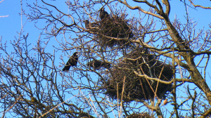 Грачи прилетели? В Петербург шаг за шагом приходит настоящая весна