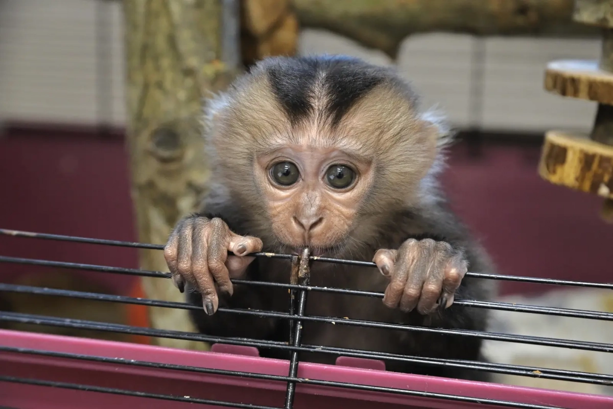 В Ленинградском зоопарке объявили конкурс на имя для макаки-сиротки - tvspb.ru