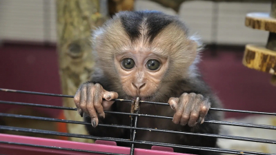 В Ленинградском зоопарке объявили конкурс на имя для макаки-сиротки