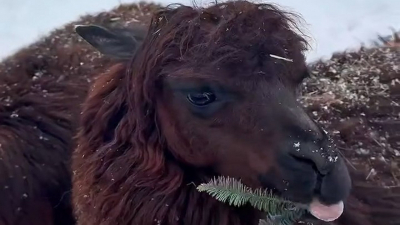 В Ленинградском зоопарке альпаки Сушка и Гренка переехали в новый вольер