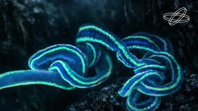 В России нашли замену ядовитой рыбе фугу в получении важного нейротоксина