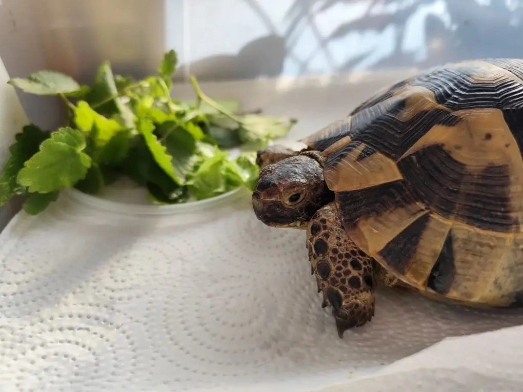 Краснокнижную черепаху пытались продать у станции метро «Купчино» - tvspb.ru