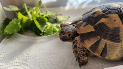 Краснокнижную черепаху пытались продать у станции метро «Купчино»