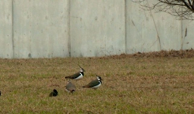 Чибисы начали возвращаться в Петербург - tvspb.ru