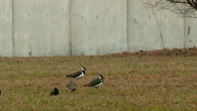 Чибисы начали возвращаться в Петербург