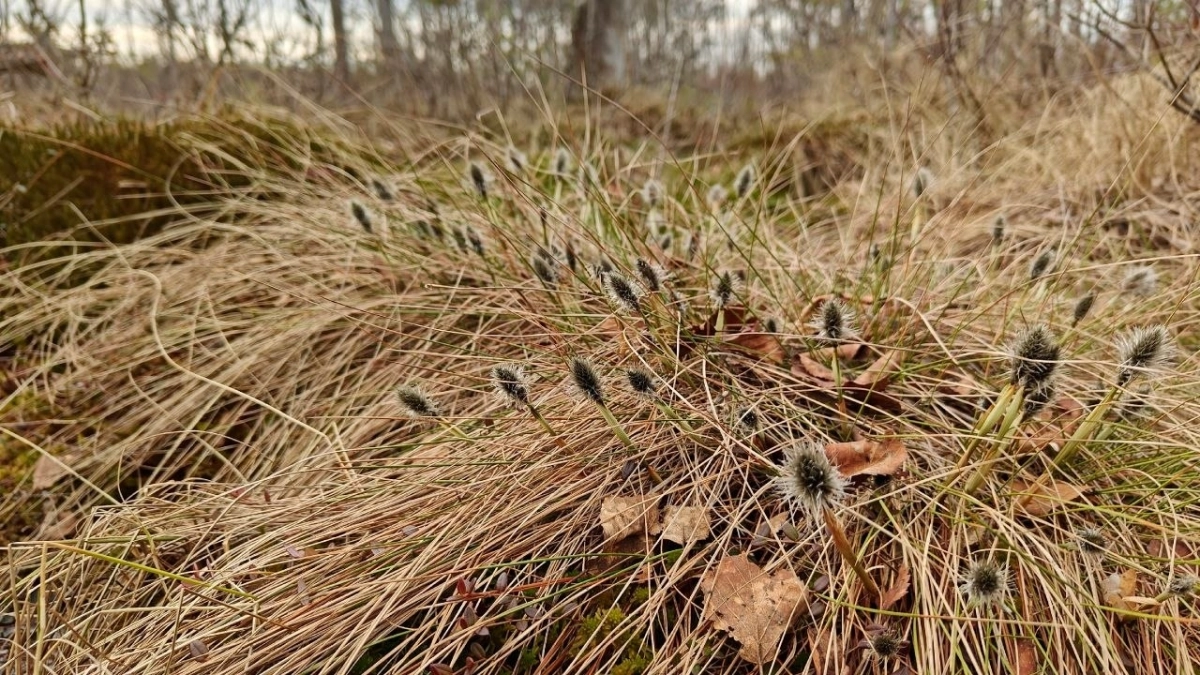 На болотах Петербурга и Ленобласти зацвела пушица влагалищная - tvspb.ru