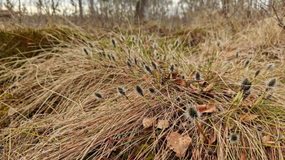 На болотах Петербурга и Ленобласти зацвела пушица влагалищная