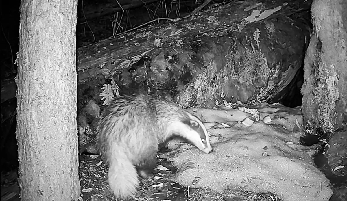 В лесах Ленобласти начали просыпаться барсуки - tvspb.ru