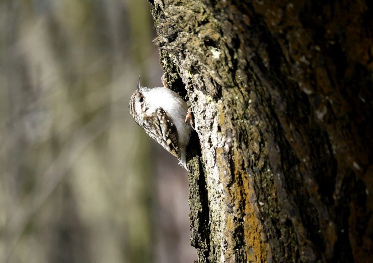 Пернатую пищуху заметили в усадьбе Сосновка - tvspb.ru