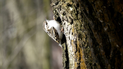 Пернатую пищуху заметили в усадьбе Сосновка