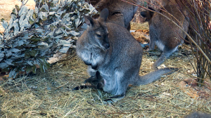 Весна в Ленинградском зоопарке