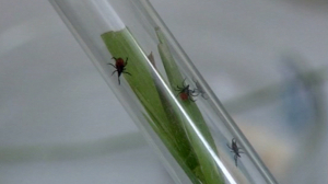 Правило шести резинок или прививка? Клещи проснулись и готовы атаковать