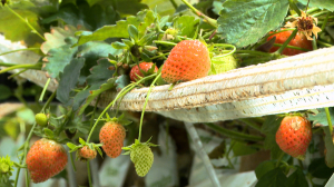 Ягоды круглый год. Клубничная ферма в сердце Северной столицы