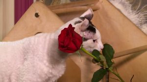 Красивые и безопасные. Какие домашние растения не навредят котикам?