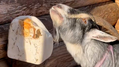 В Ленинградском зоопарке камерунская козочка показала мастер-класс правильного поедания соли